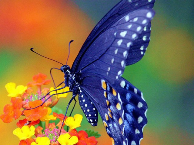 Все о бабочках в Чебоксарах | ЗооТом портал о животных