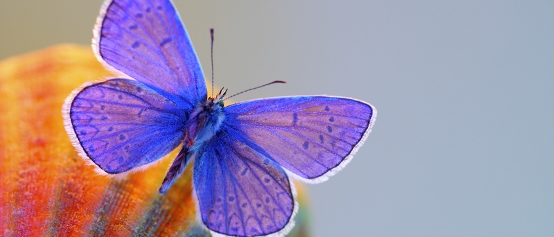Все о бабочках в Чебоксарах | ЗооТом портал о животных
