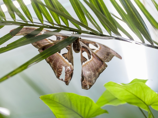 Породы бабочек | ЗооТом - продажа, вязка и услуги для животных в Чебоксарах