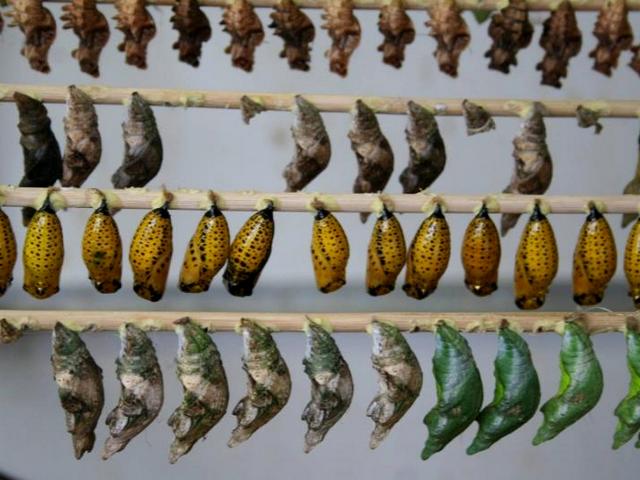 Содержание бабочек и уход за ними | ЗооТом - продажа, вязка и услуги для животных в Чебоксарах