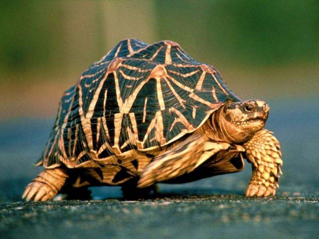 Все о черепахах в Чебоксарах | ЗооТом портал о животных