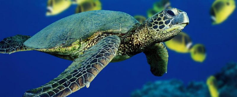 Все о черепахах в Чебоксарах | ЗооТом портал о животных