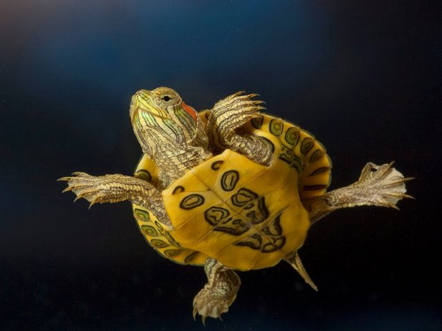 Породы черепах в Чебоксарах | ЗооТом портал о животных