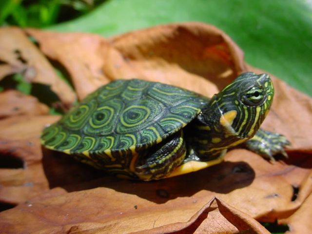 Породы черепах в Чебоксарах | ЗооТом портал о животных