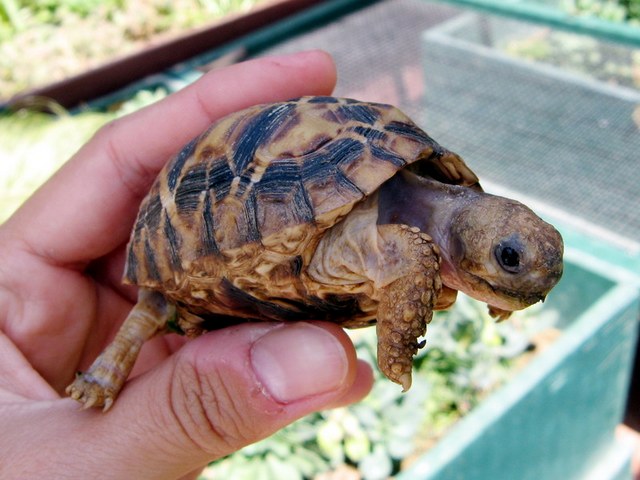 Содержание черепах и уход за ними в Чебоксарах | ЗооТом портал о животных
