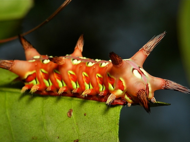 Породы гусениц в Чебоксарах | ЗооТом портал о животных