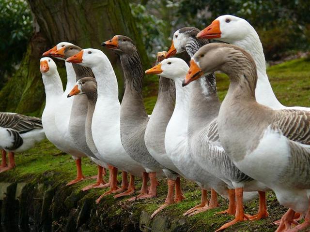 Породы гусей | ЗооТом - продажа, вязка и услуги для животных в Чебоксарах