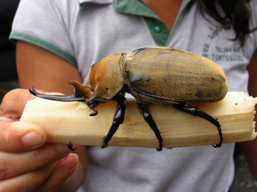 Породы жуков в Чебоксарах | ЗооТом портал о животных