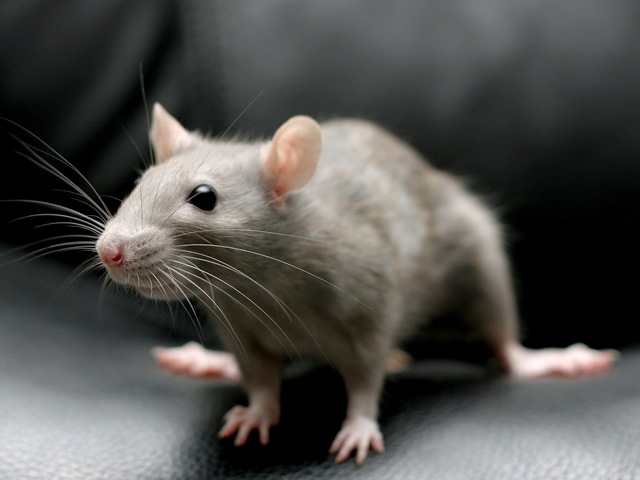 Все о крысах в Чебоксарах | ЗооТом портал о животных