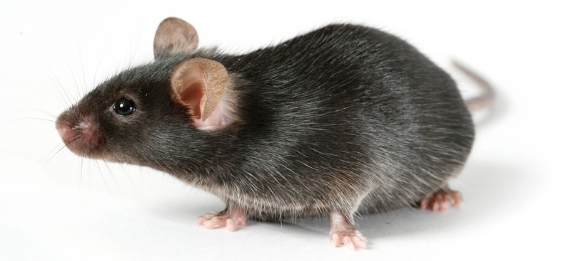 Все о крысах в Чебоксарах | ЗооТом портал о животных