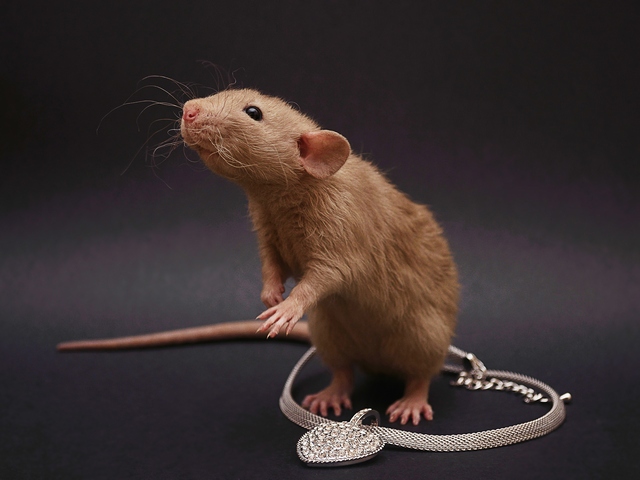 Породы крыс | ЗооТом - продажа, вязка и услуги для животных в Чебоксарах
