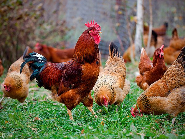 Породы куриц | ЗооТом - продажа, вязка и услуги для животных в Чебоксарах