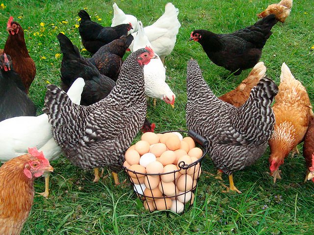 Содержание кур и уход за ними | ЗооТом - продажа, вязка и услуги для животных в Чебоксарах