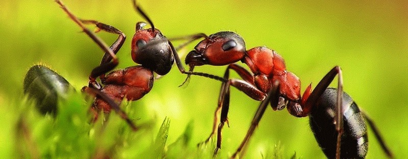 Все о муравьях в Чебоксарах | ЗооТом портал о животных