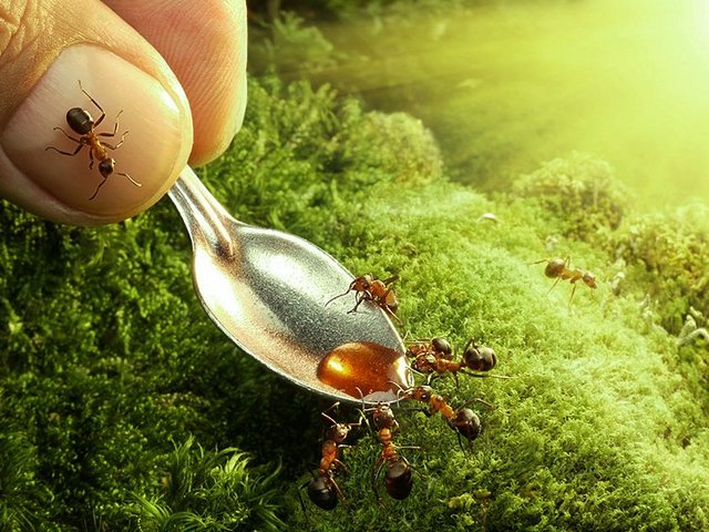 Все о муравьях в Чебоксарах | ЗооТом портал о животных