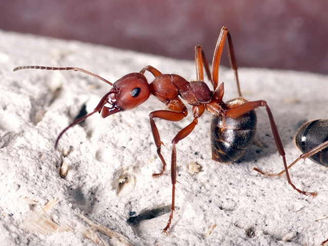 Содержание муравьев и уход за ними в Чебоксарах | ЗооТом портал о животных