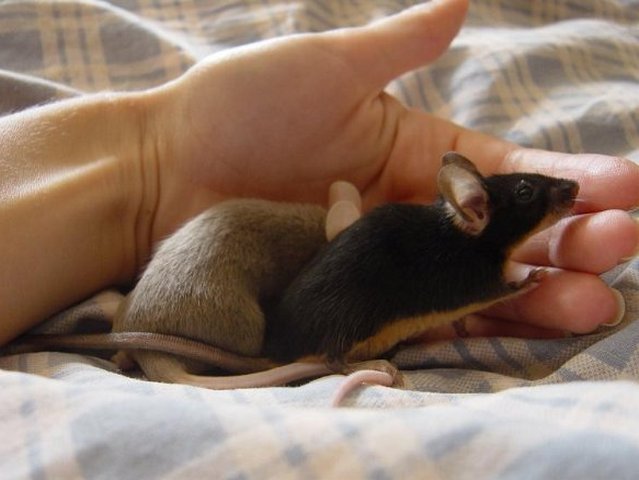 Все о мышах в Чебоксарах | ЗооТом - продажа, вязка и услуги для животных в Чебоксарах