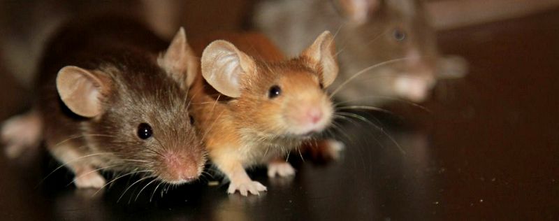 Все о мышах в Чебоксарах | ЗооТом - продажа, вязка и услуги для животных в Чебоксарах