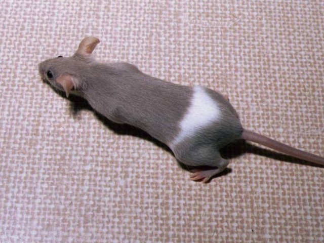Породы мышей | ЗооТом - продажа, вязка и услуги для животных в Чебоксарах