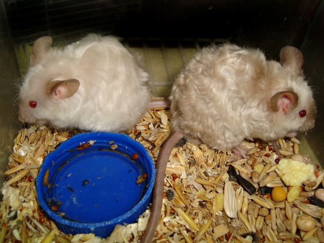 Породы мышей | ЗооТом - продажа, вязка и услуги для животных в Чебоксарах