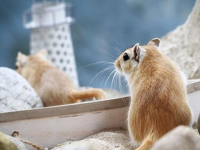 Содержание мышей и уход за ними в Чебоксарах | ЗооТом - продажа, вязка и услуги для животных в Чебоксарах
