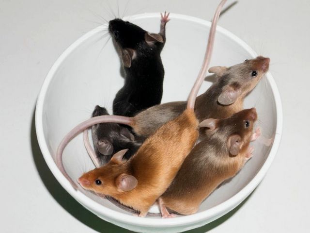 Содержание мышей и уход за ними в Чебоксарах | ЗооТом - продажа, вязка и услуги для животных в Чебоксарах