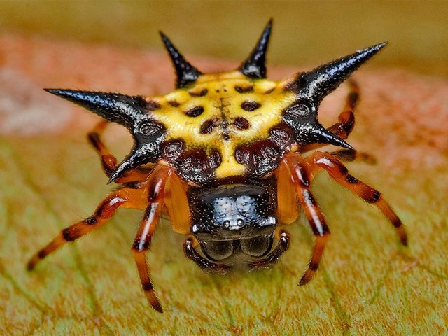 Все о пауках в Чебоксарах | ЗооТом портал о животных
