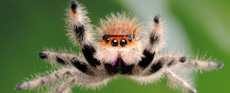 Все о пауках в Чебоксарах | ЗооТом портал о животных