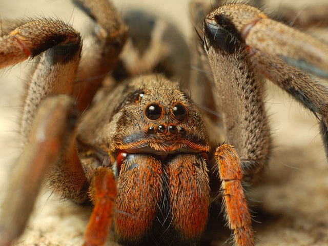 Породы пауков | ЗооТом - продажа, вязка и услуги для животных в Чебоксарах