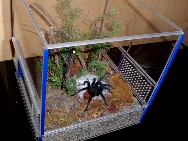 Содержание пауков и уход за ними | ЗооТом - продажа, вязка и услуги для животных в Чебоксарах