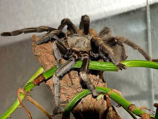 Содержание пауков и уход за ними | ЗооТом - продажа, вязка и услуги для животных в Чебоксарах