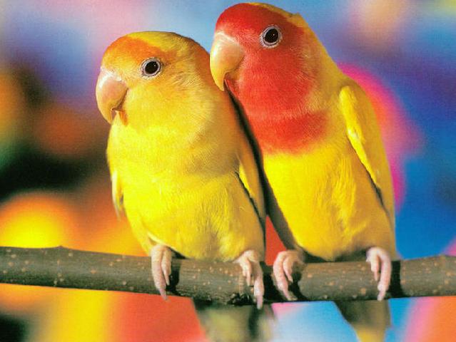 Породы попугаев | ЗооТом - продажа, вязка и услуги для животных в Чебоксарах