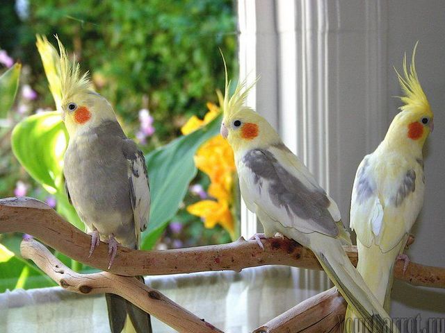 Содержание попугаев и уход за ними | ЗооТом - продажа, вязка и услуги для животных в Чебоксарах