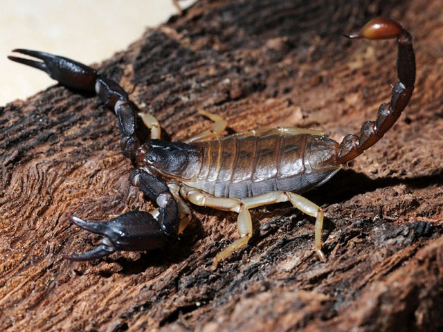 Породы скорпионов в Чебоксарах | ЗооТом портал о животных