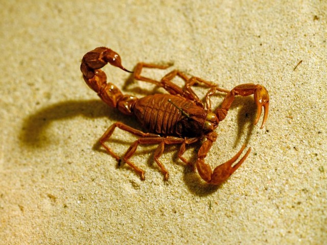 Породы скорпионов в Чебоксарах | ЗооТом портал о животных