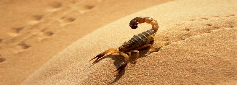 Все о скорпионах в Чебоксарах | ЗооТом портал о животных
