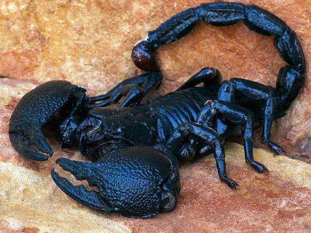 Все о скорпионах в Чебоксарах | ЗооТом портал о животных