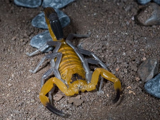 Содержание скорпионов и уход за ними в Чебоксарах | ЗооТом портал о животных