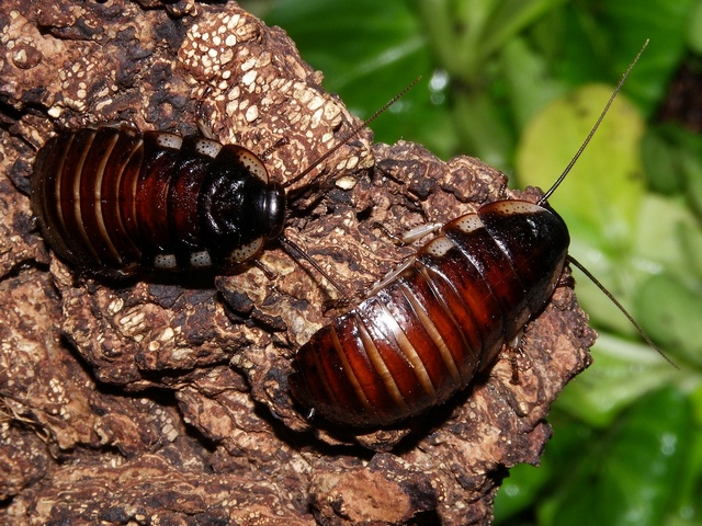 Породы тараканов в Чебоксарах | ЗооТом портал о животных