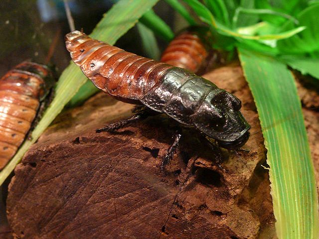 Содержание тараканов и уход за ними в Чебоксарах | ЗооТом портал о животных