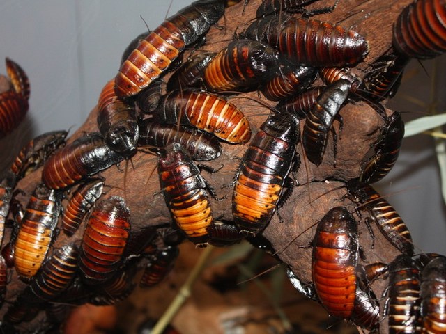 Содержание тараканов и уход за ними в Чебоксарах | ЗооТом портал о животных