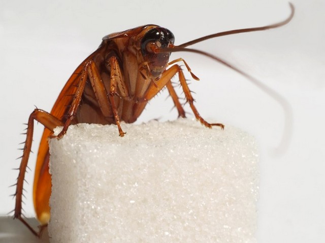 Все о тараканах в Чебоксарах | ЗооТом портал о животных