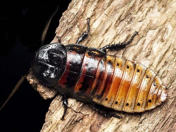 Все о тараканах в Чебоксарах | ЗооТом портал о животных