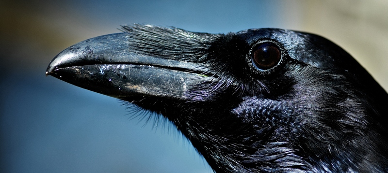 Все о воронах в Чебоксарах | ЗооТом портал о животных