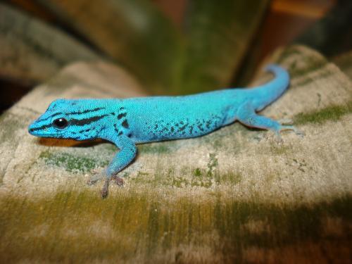 Все о гекконах в Чебоксарах | ЗооТом портал о животных