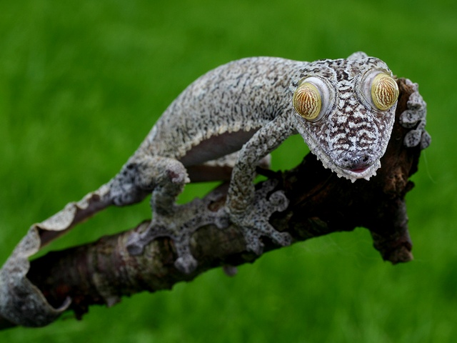 Породы гекконов | ЗооТом - продажа, вязка и услуги для животных в Чебоксарах