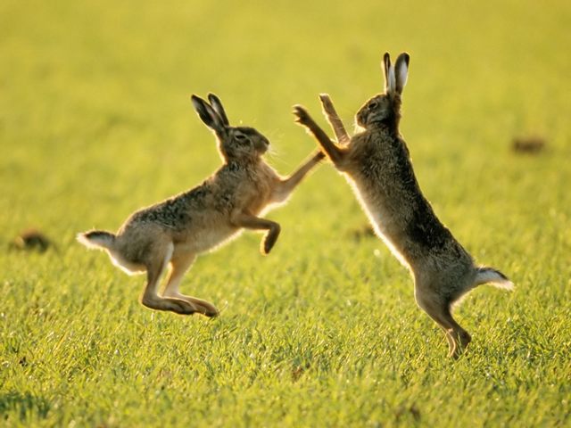 Породы зайцев | ЗооТом - продажа, вязка и услуги для животных в Чебоксарах