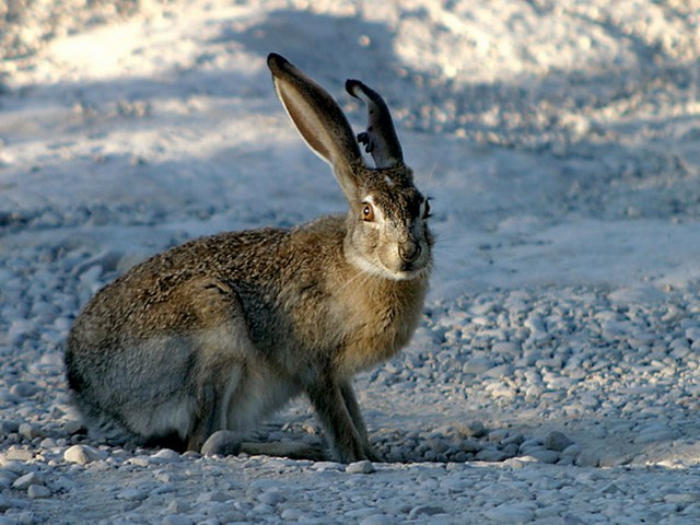 Породы зайцев | ЗооТом - продажа, вязка и услуги для животных в Чебоксарах