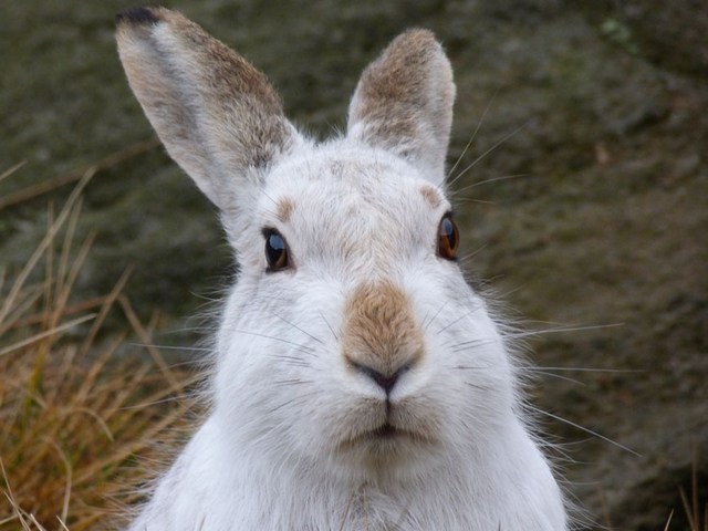 Содержание зайцев и уход за ними | ЗооТом - продажа, вязка и услуги для животных в Чебоксарах