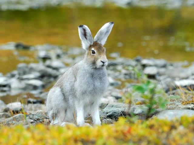 Содержание зайцев и уход за ними | ЗооТом - продажа, вязка и услуги для животных в Чебоксарах